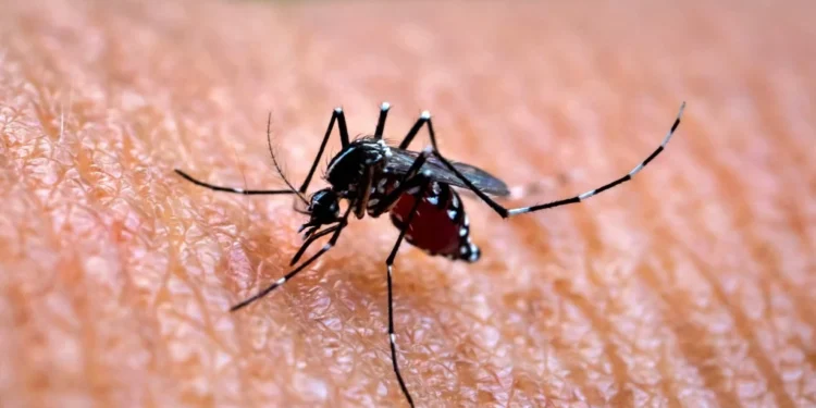 Chikungunya Virus China