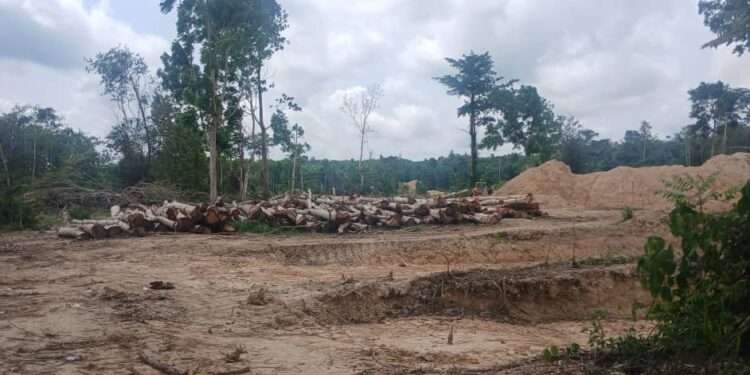 Jimirah Forest Reserve