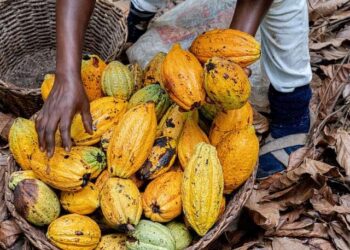 EU Ghana cocoa