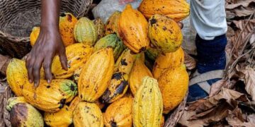 EU Ghana cocoa Minority farmers
