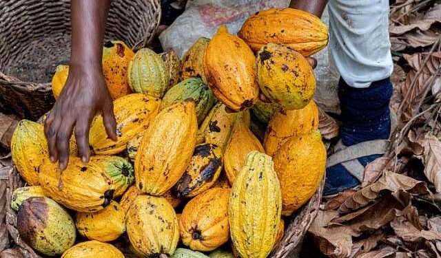 EU Ghana cocoa
