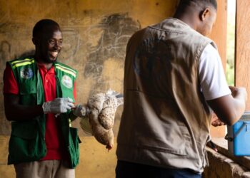 FAO poultry Newcastle