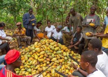 Cocoa farmers NDC