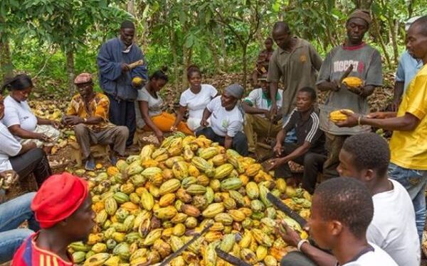 Cocoa farmers NDC