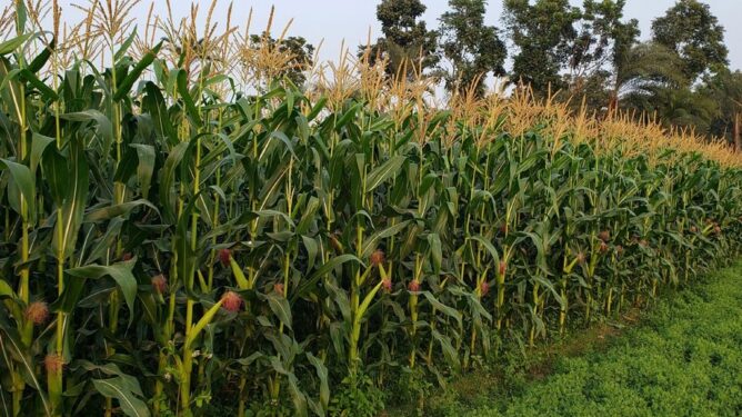 Hectares Agribusiness Chamber