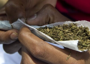 Cannabis cultivation licence