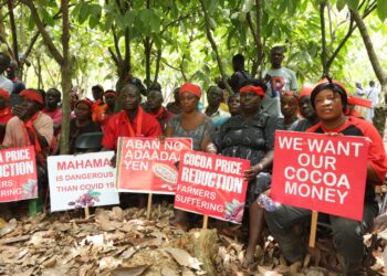 Ashanti cocoa farmers