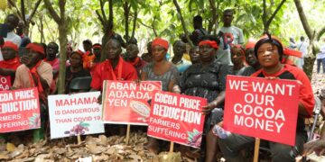 Ashanti cocoa farmers
