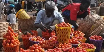 Tomato Burkina Faso