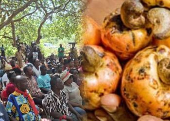 Cashew Bono East farmers