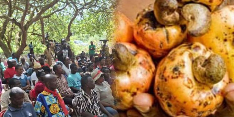 Cashew Bono East farmers