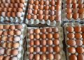 Egg suppliers ban