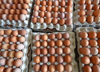 Egg suppliers ban