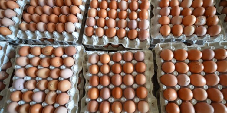 Egg suppliers ban 