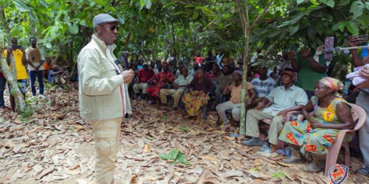 Minority cocoa Central Region