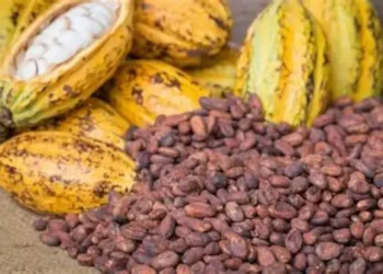 Cocoa producer prices