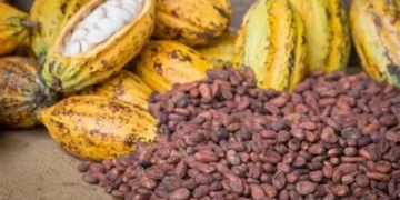 Cocoa producer prices