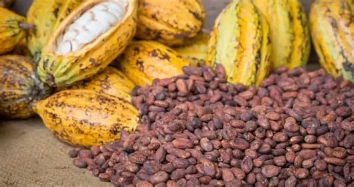 Cocoa producer prices