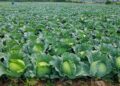 Cabbage okra Ghana