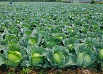 Cabbage okra Ghana