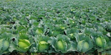 Cabbage okra Ghana