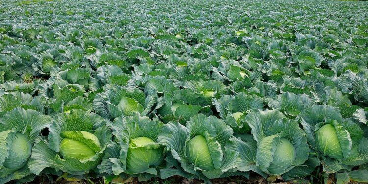 Cabbage okra Ghana