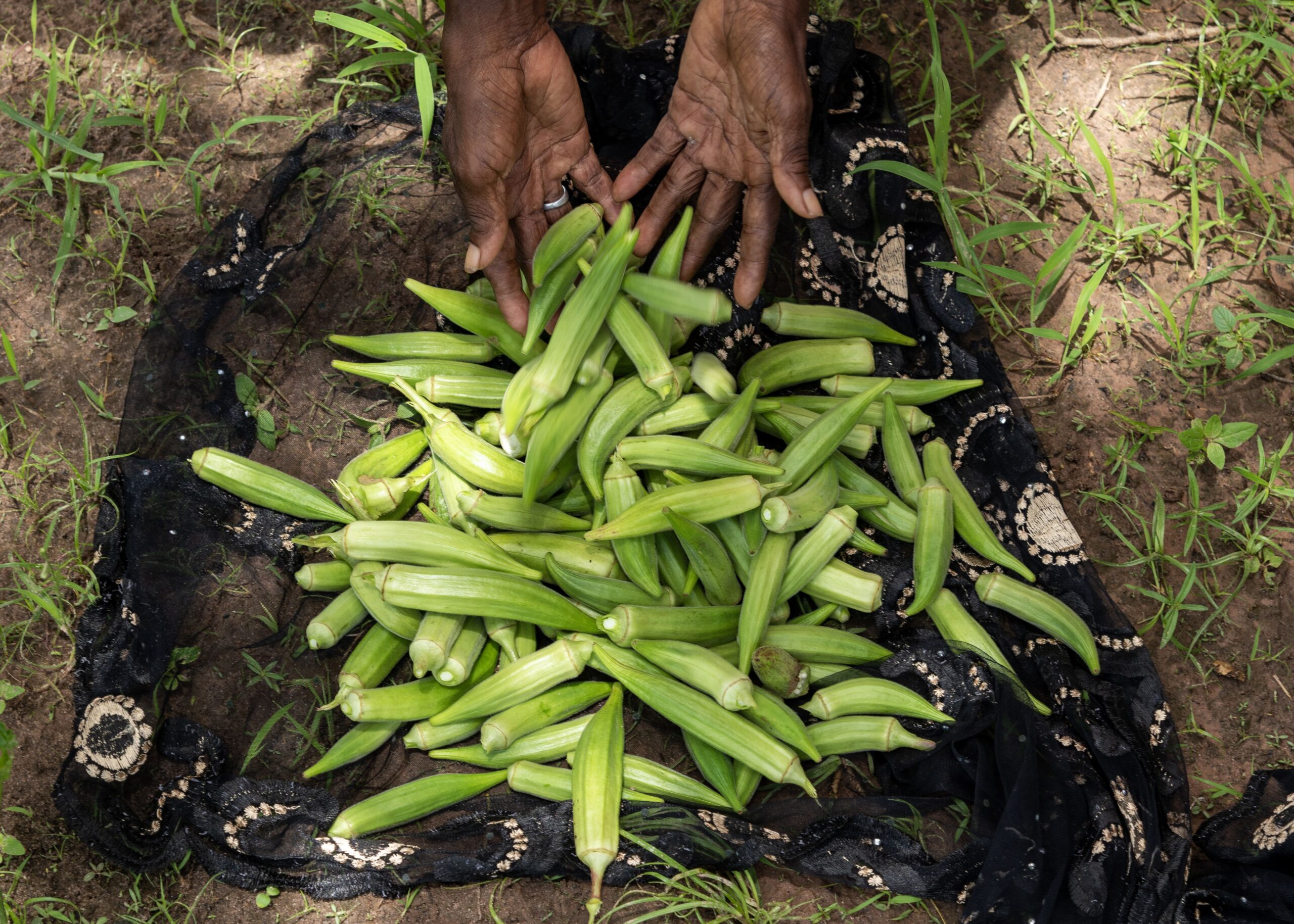 Cabbage okra Ghana