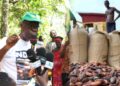 NPP calls GH¢63 cocoa price hike ‘sakawa’
